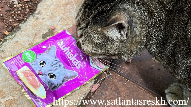 Viral Titik Dodit Kucing Gembrot di Google Maps